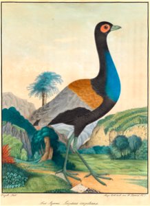 Aloys Zötl Der Agami 1877