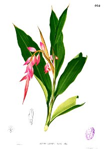 Alpinia sp Blanco2.464