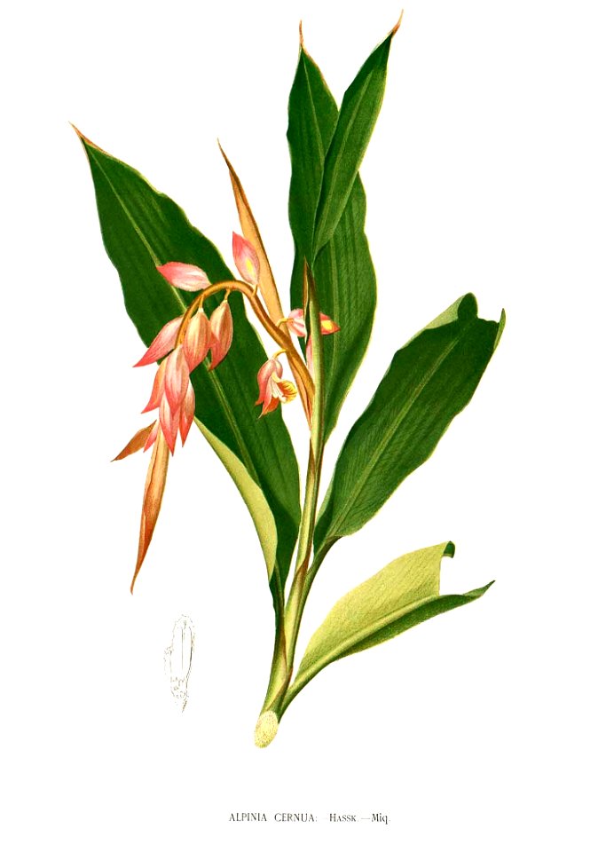 Alpinia sp Blanco clean