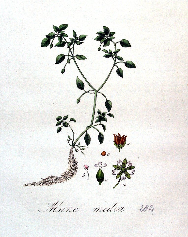 Alsine media — Flora Batava — Volume v4