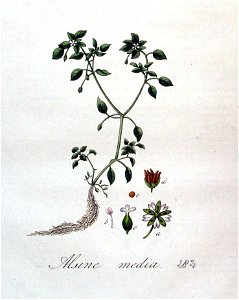 Alsine media — Flora Batava — Volume v4