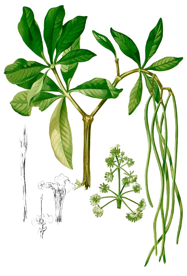 Alstonia scholaris Blanco1.113-cropped