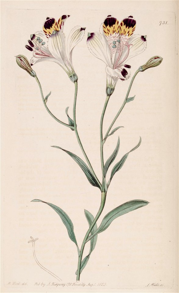 Alstroemeria flos-martini Ker Gawl., Bot. Reg. 9. t. 731. 1823
