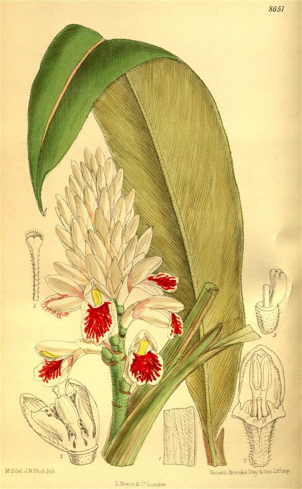 Alpinia elwesii 142-8651