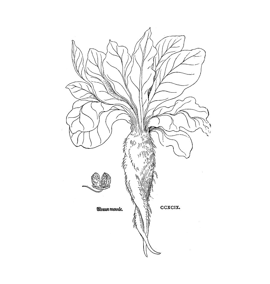 Alraun Fuchs 1543