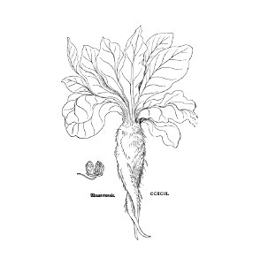 Alraun Fuchs 1543