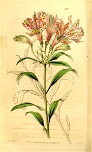 Alstroemeria psittacina var. erembouldtii Hook., Bot. Mag. 68. t. 3944. 1842