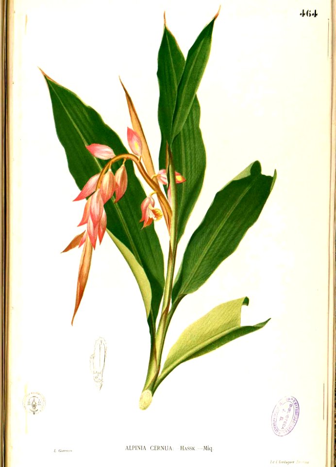 Alpinia sp Blanco2.464-original