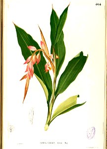 Alpinia sp Blanco2.464-original