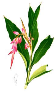 Alpinia sp Blanco2.464-cropped