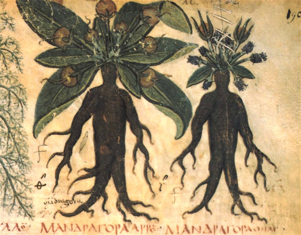 Alrauna