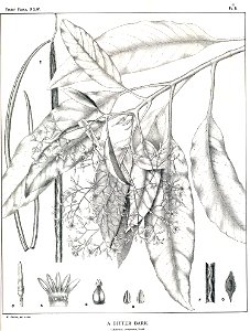 Alstonia constricta00