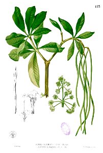 Alstonia scholaris Blanco1.113
