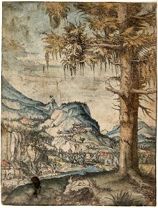 Albrecht Altdorfer - Big Spruce (hand-coloured) Albertina DG1926-1779. Free illustration for personal and commercial use.