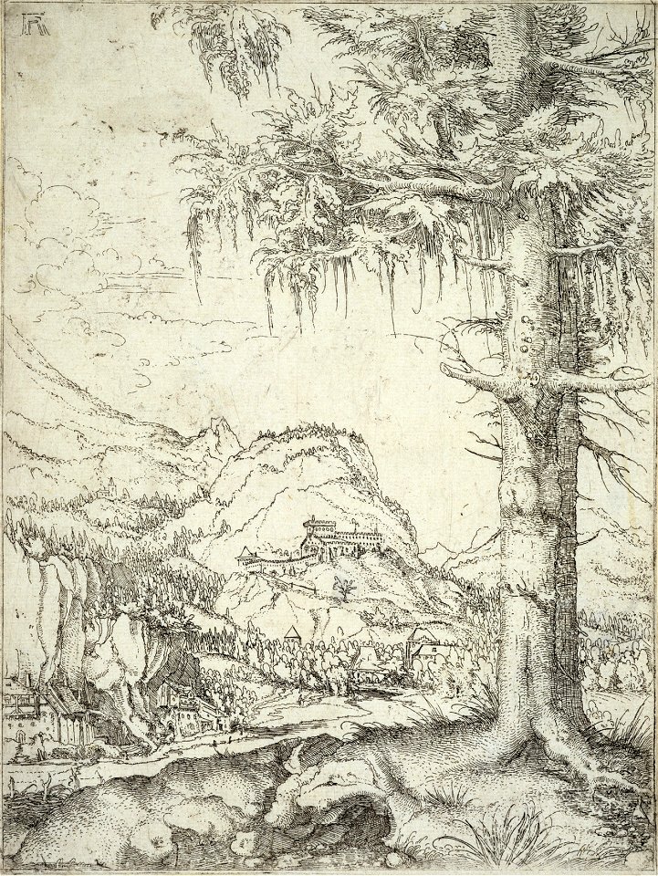 Albrecht Altdorfer - The large spruce (Fitzwilliam Museum AD.5.22-122). Free illustration for personal and commercial use.