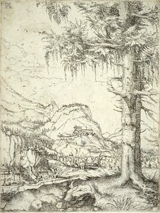 Albrecht Altdorfer - The large spruce (Fitzwilliam Museum AD.5.22-122). Free illustration for personal and commercial use.