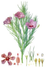 Alyogyne hakeifolia (Bauer), colorized