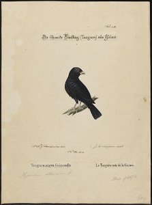Amadina chalybeata - 1700-1880 - Print - Iconographia Zoologica - Special Collections University of Amsterdam - UBA01 IZ15900205