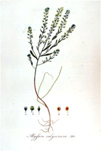 Alyssum calycinum — Flora Batava — Volume v5