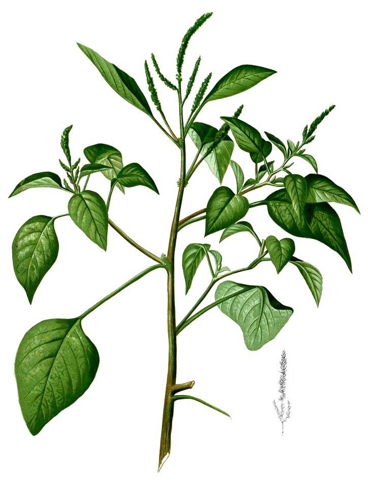 Amaranthus viridis Blanco2.262-cropped
