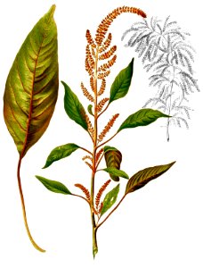 Amaranthus cruentus Blanco2.430-cropped