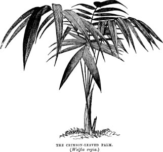 Amateurs Greenhouse Conservatory-0009