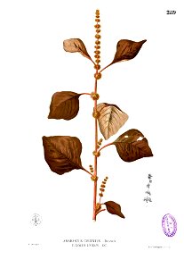 Amaranthus sp Blanco2.289