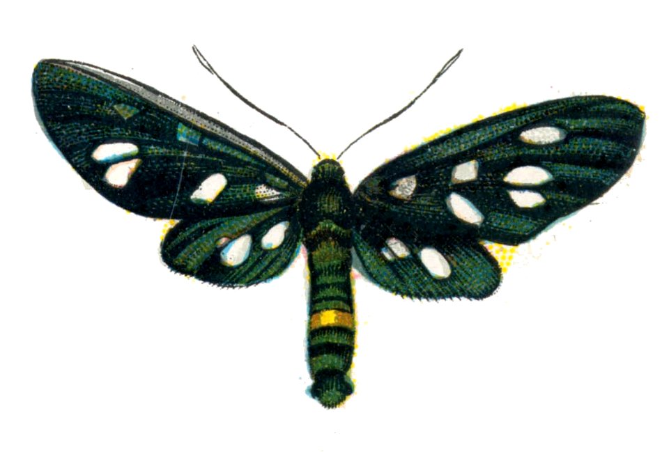 Amata phegea par Nemos
