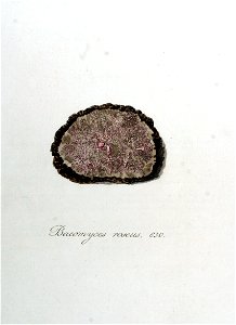 Baeomyces roseus — Flora Batava — Volume v8