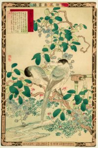 Bairei kachō gafu, Spring 09, Akebia quinata and Azure-winged magpies