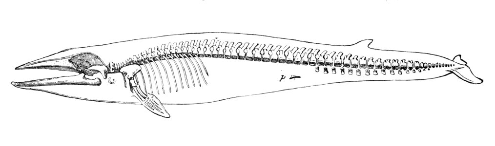 Balaenoptera physalus skeleton