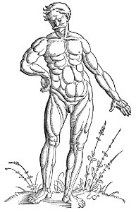 Baldung - Anatomie - Mann