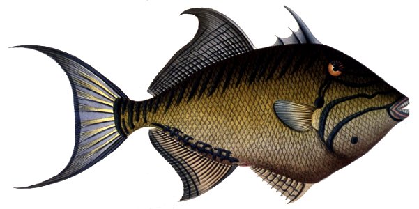 Balistes vetula