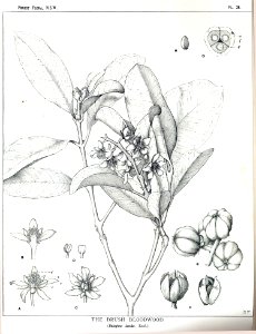 Baloghia lucida00
