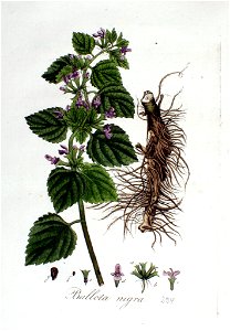 Ballota nigra — Flora Batava — Volume v3