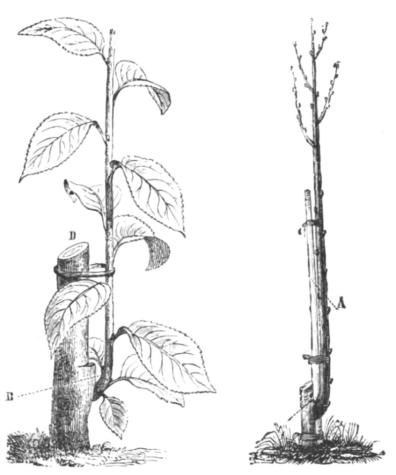 Baltet - L'art de greffer - fig103