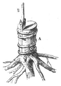 Baltet - L'art de greffer - fig112
