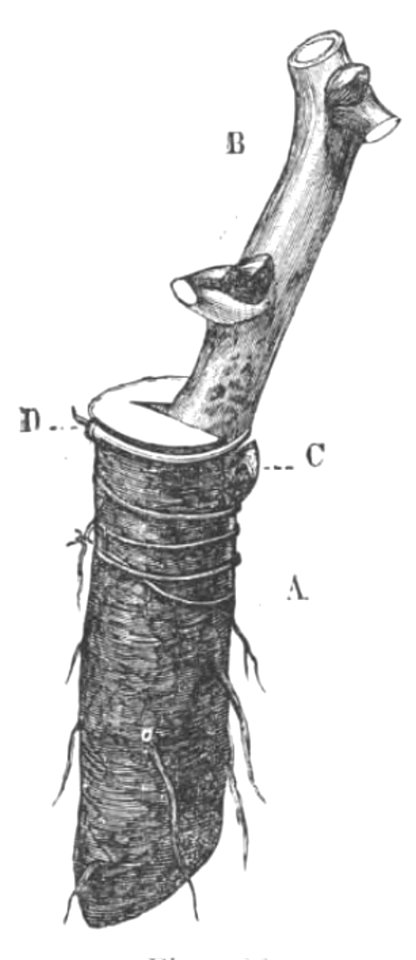 Baltet - L'art de greffer - fig120