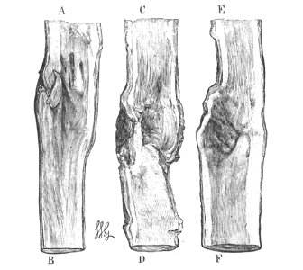 Baltet - L'art de greffer - fig129