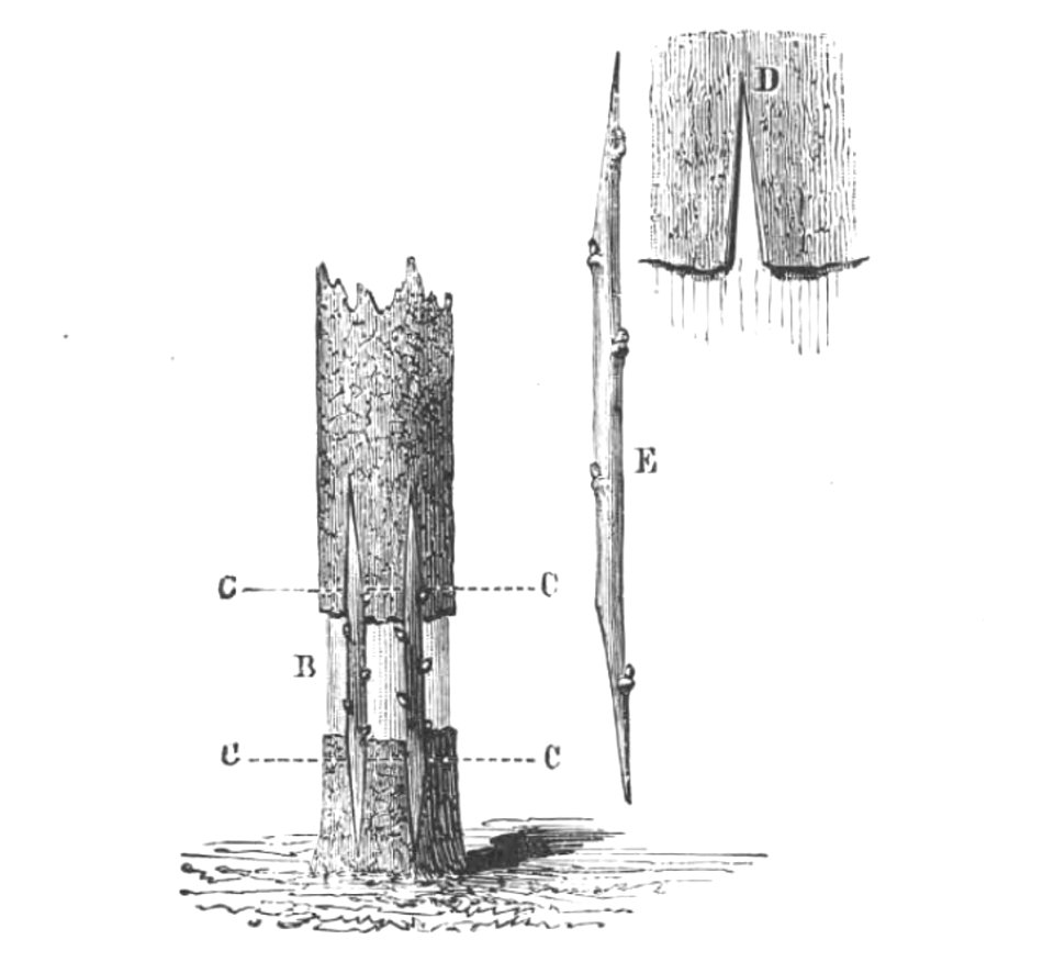 Baltet - L'art de greffer - fig139