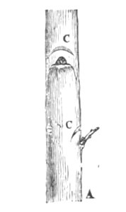 Baltet - L'art de greffer - fig147
