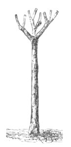 Baltet - L'art de greffer - fig155