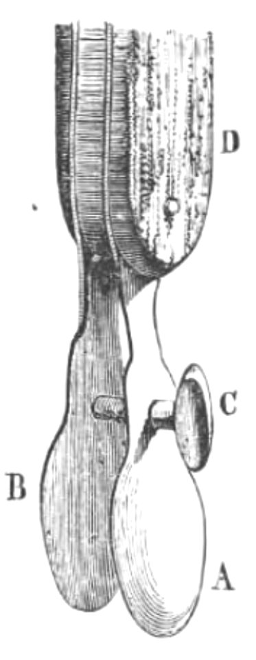 Baltet - L'art de greffer - fig10