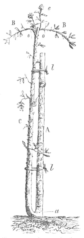 Baltet - L'art de greffer - fig163