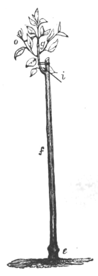 Baltet - L'art de greffer - fig109