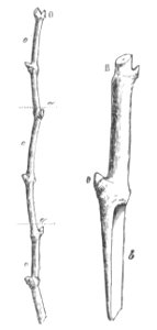 Baltet - L'art de greffer - fig172