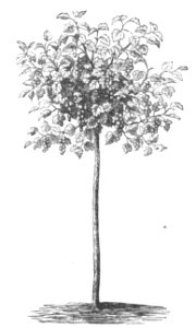 Baltet - L'art de greffer - fig116