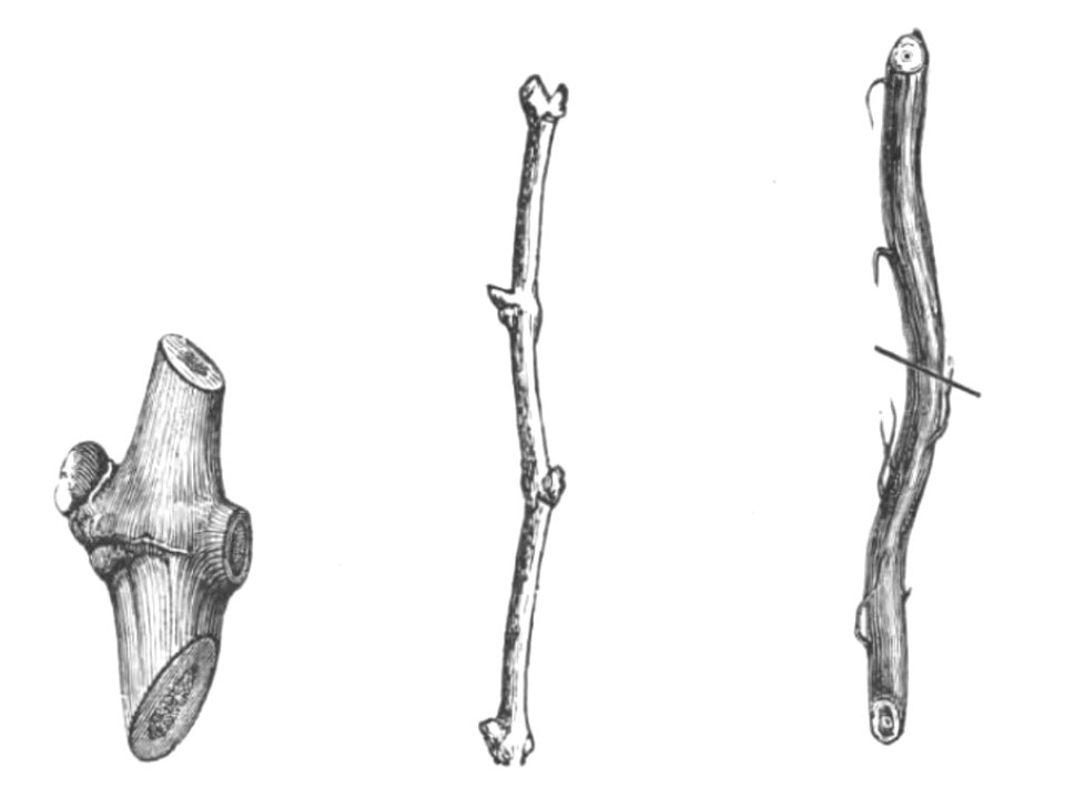 Baltet - L'art de greffer - fig18