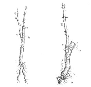 Baltet - L'art de greffer - fig124