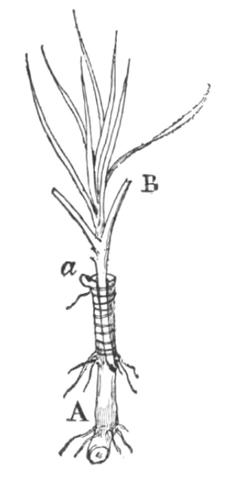 Baltet - L'art de greffer - fig188